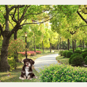 beleefpaneel hond in park