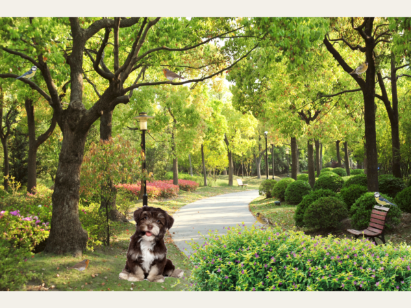 beleefpaneel hond in park