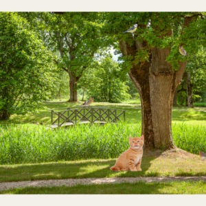 Beleefpaneel park met poes en vogels