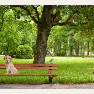 Beleefpaneel met hondje op bank en vogels