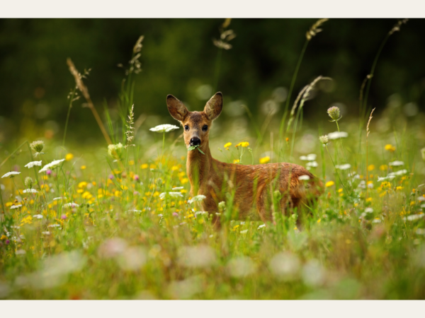 Hert in bloemenweide