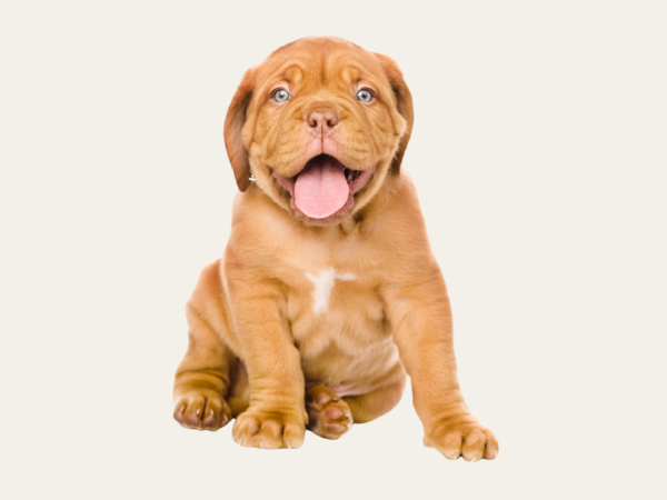 Hond Max