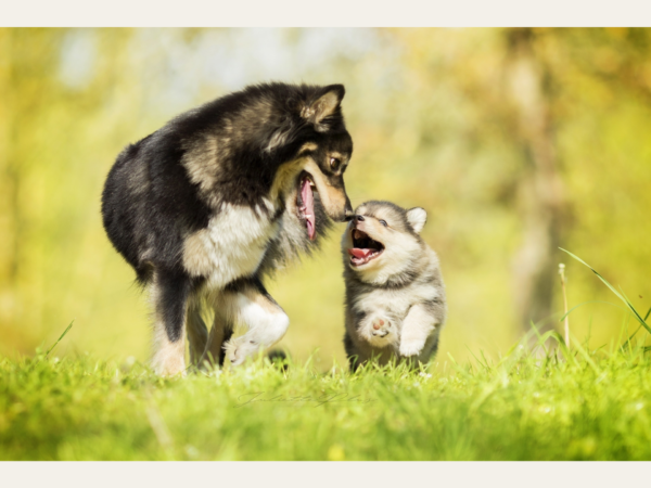 twee zwart-witte honden in een grasveld