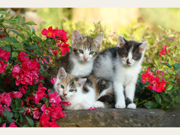 drie kittens tussen rode bloemen
