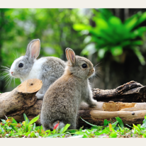 twee grijze konijnen op houtblok