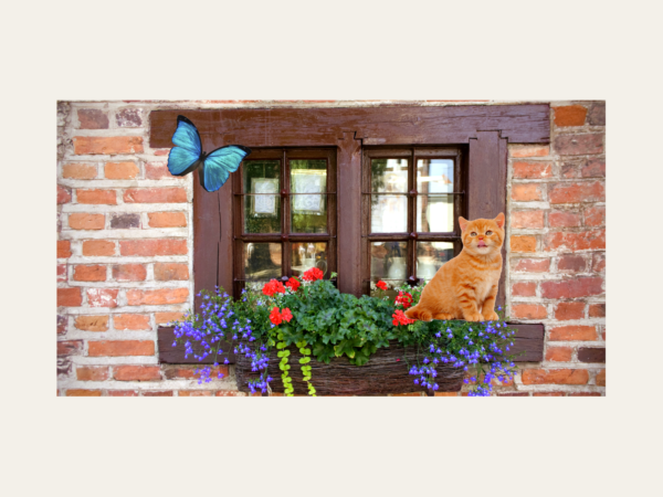 beleefpaneel raam met vlinder en poes