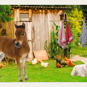 Boerderijpaneel met schuur, ezel, schaap en kippen