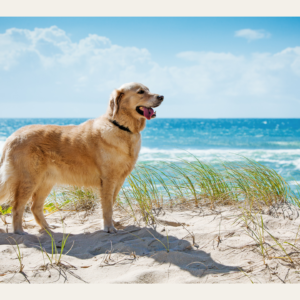 bruine hond op het strand