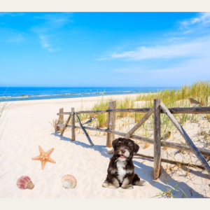 Beleefpaneel strand, vogels en hond