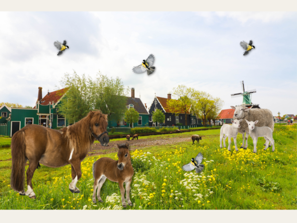 Weiland met paarden, schaap en vogels