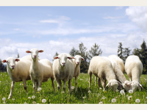 schapen in weiland vol bloemen